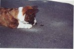 kobi stalking the cricket.jpg