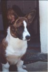 kobi17wks.jpg