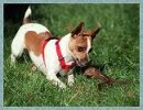 rat_terrier_rosie_chipmunk.jpg