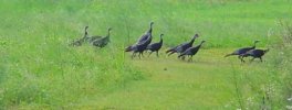 Wild Turkeys.jpg