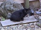 kitty 01.jpg