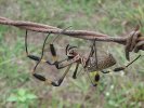 female-nephila-clavipes-golden-silk-orb-weaver-2.jpg