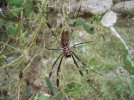 female-nephila-clavipes-golden-silk-orb-weaver-1.jpg