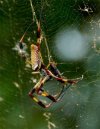 golden-orb-weaver-234x300.jpg