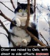 oliver.jpg