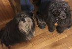 bella.gandalf.undertable.jpg