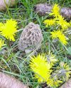 yellow in back yard.jpg