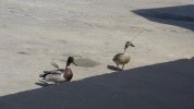 ducks.jpg