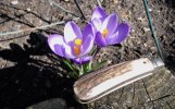 CJ.mark.onside.crocus&shadows.jpg