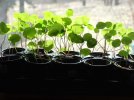 DSCF8717 NASTURTIUM SEEDLINGD LOFT 650 MED.jpg