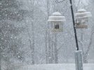 DSCF8720 SNOW BIRD FEEDERS 650 MED.jpg