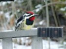 DSCF8727 YELLOW BELLIWD SAPSUCKER 650 MED.jpg