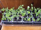 DSCF8731 TOMATO SEEDLINGS 650 MED.jpg