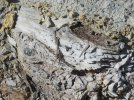 decayed tree.jpg