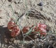 desert plant.jpg