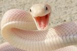 Albino mamba 1.jpg