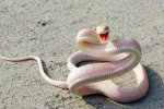 Albino mamba 2.jpg