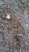 IMG_20200427_134907.jpg