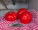 Schrade_34OT-tomates.jpg