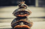 turtlesstacked.jpg