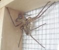 cane-spider.jpg
