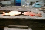 Minnow 001.jpg