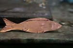 Minnow 008.jpg