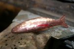 Minnow 013.jpg