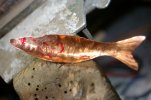 Minnow 017.jpg