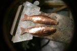 Minnow 019.jpg