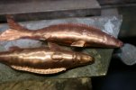 Minnow 026.jpg