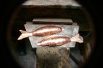Minnow 021.jpg