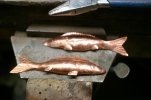 Minnow 024.jpg