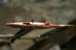 Minnow 031.jpg