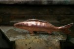 Minnow 052.jpg