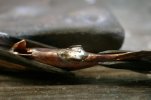 Minnow 057.jpg