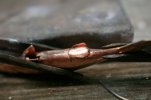 Minnow 056.jpg