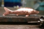Minnow 062.jpg