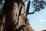 10 June 2011 Case knives 002.jpg