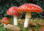 1200px-2006-10-25_Amanita_muscaria_crop.jpg