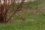 CARDINAL.JPG