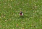 GROSBEAK.JPG