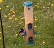 GROSBEAK2.JPG
