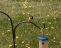 ORIOLE2.JPG