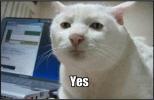 yes serious cat.gif