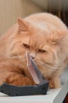 DSC_a1271.jpg