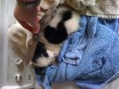 puppy shot1.jpg