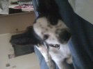 puppy shot2.jpg