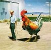 giantcock.jpg