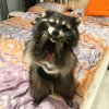 Racoon bed.jpg